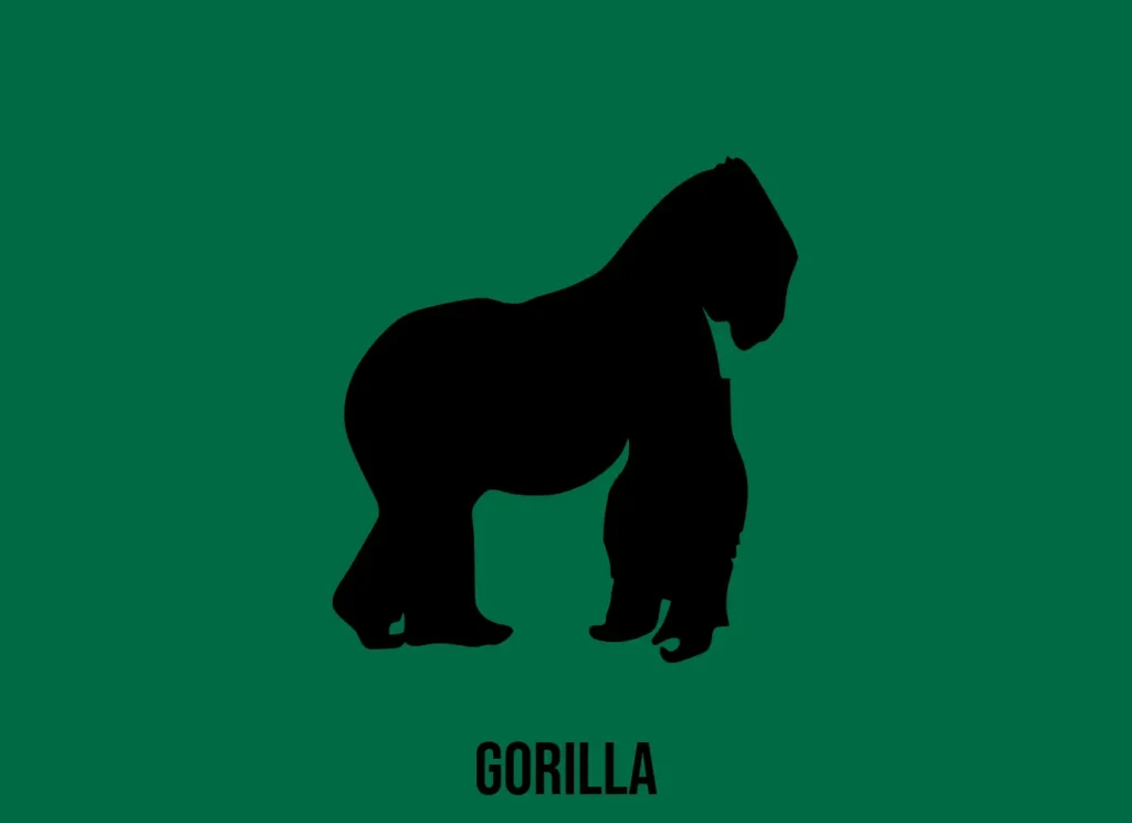 gorilla