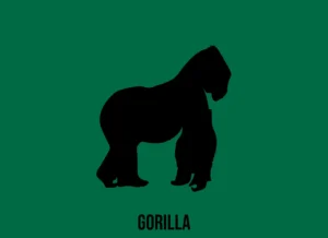 gorilla